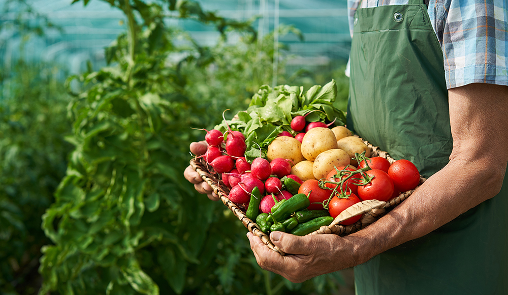 organic garden